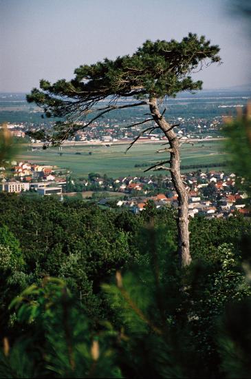 Blick Richtung Gainfarn