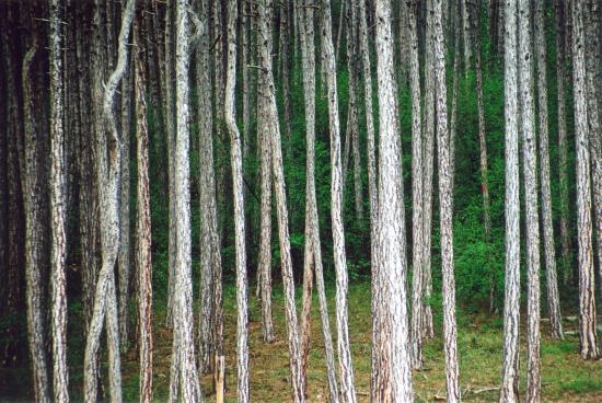Wald