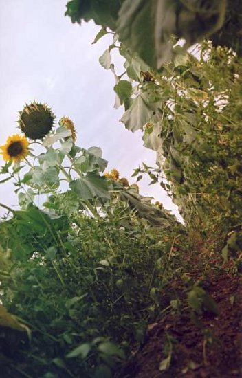 Sonnenblume