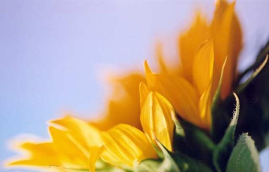 Sonnenblume