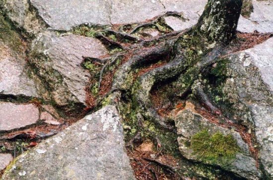 Wurzel bei Mondteichen