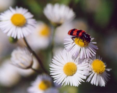 Bienenwolf<br>(Immenk�fer)