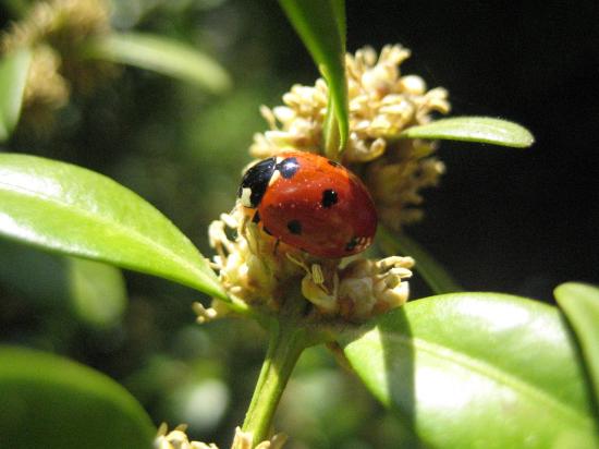 Siebenpunkt-Marienk�fer