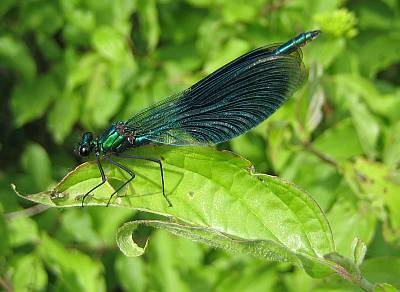 Geb�nderte Prachtlibelle