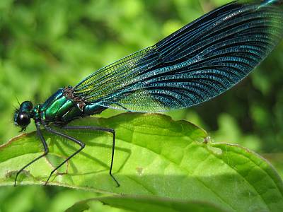 Geb�nderte Prachtlibelle
