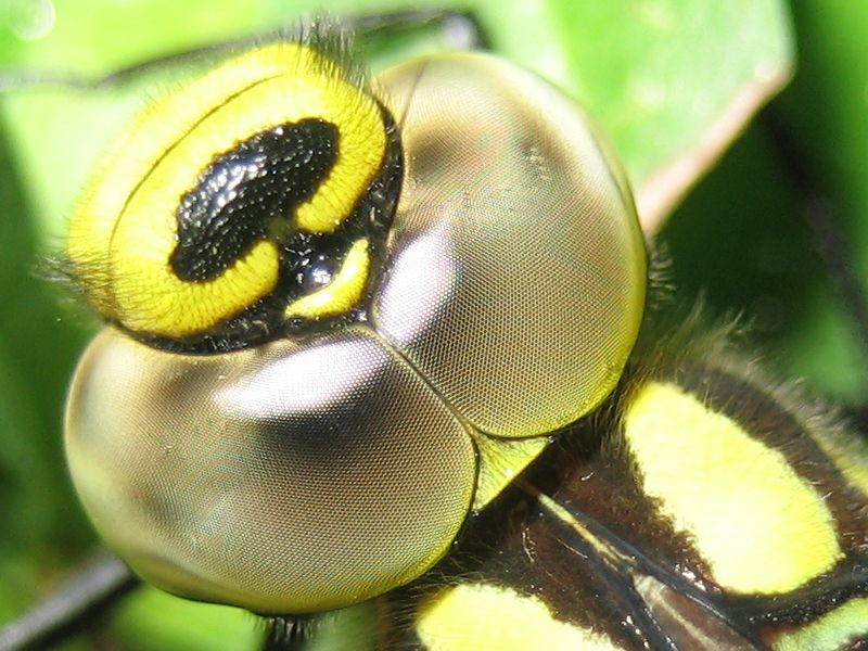 Blaugr�ne Mosaikjungfer
