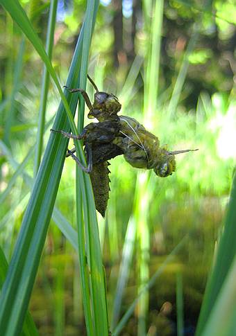 Bild 4: beim Ausschl�pfen