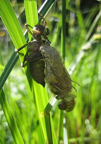 Bild 5: beim Ausschl�pfen