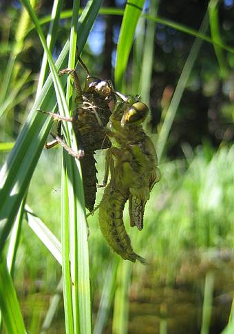 Bild 6: beim Auffalten der Fl�gel