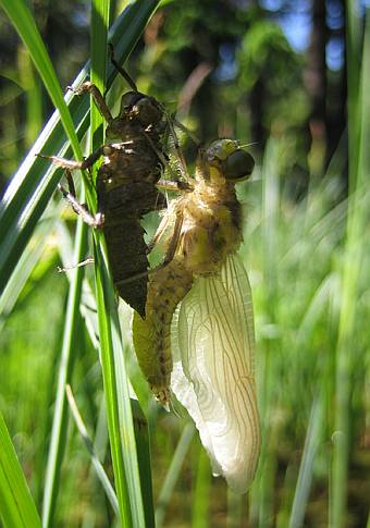 Bild 7: beim Auffalten der Fl�gel