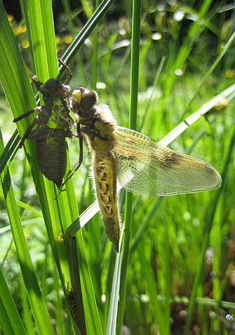 Bild 9: beim Trocknen