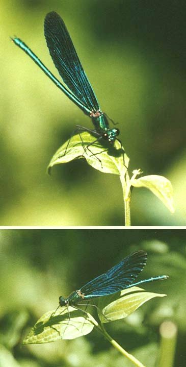 Blaufl�gel Prachtlibelle