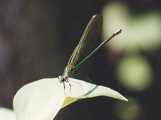Geb�nderte Prachtlibelle