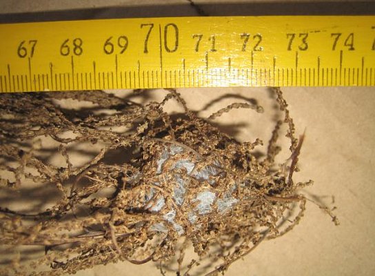 Dornfinger Gespinst in abgebl�hter Astilbe