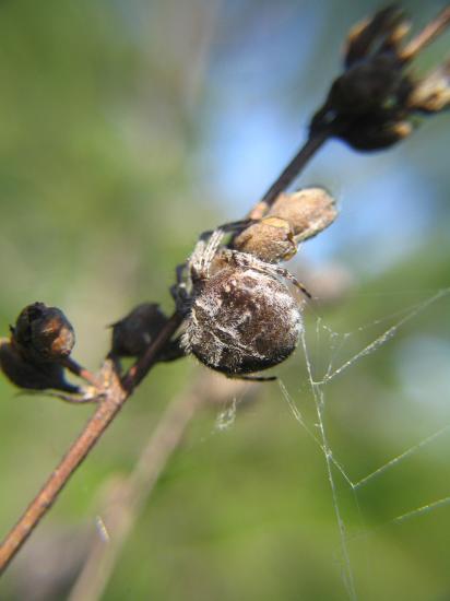 Kreuzspinne