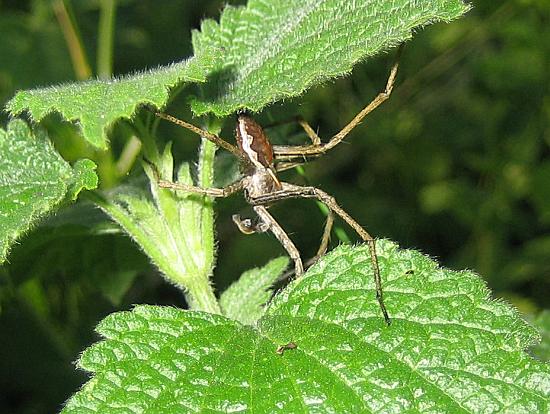 Spinne
