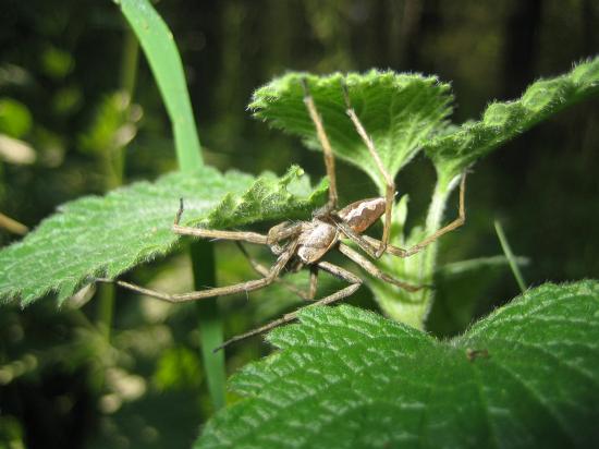 Spinne