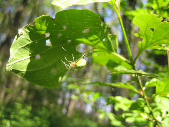 K�rbisspinne