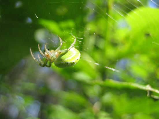 K�rbisspinne
