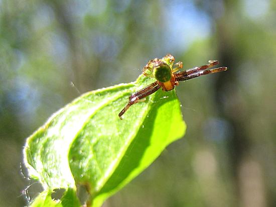 Krabbenspinne