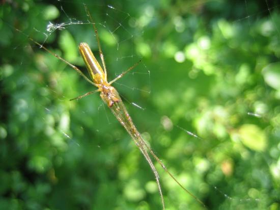 Streckspinne