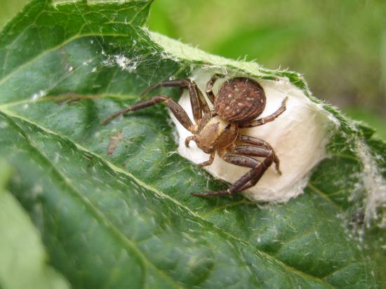 Spinne