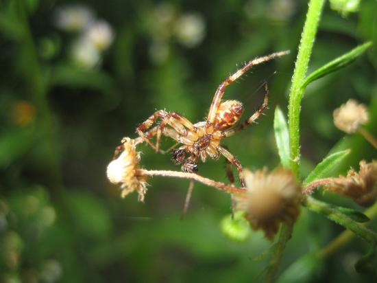 Spinne