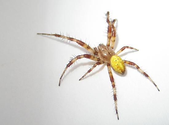 Spinne