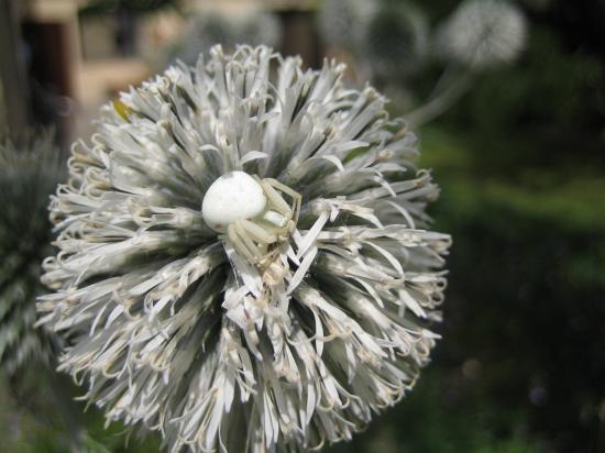Ver�nderliche Krabbenspinne