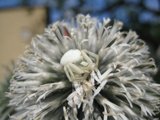 Ver�nderliche Krabbenspinne