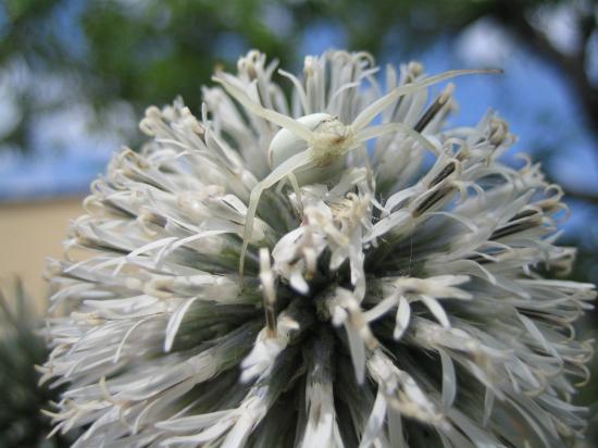 Ver�nderliche Krabbenspinne