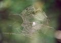 Kreuzspinnen Netz