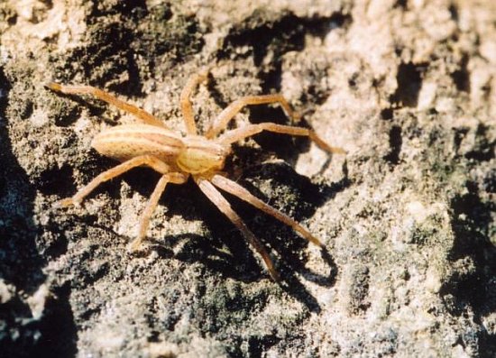 Spinne