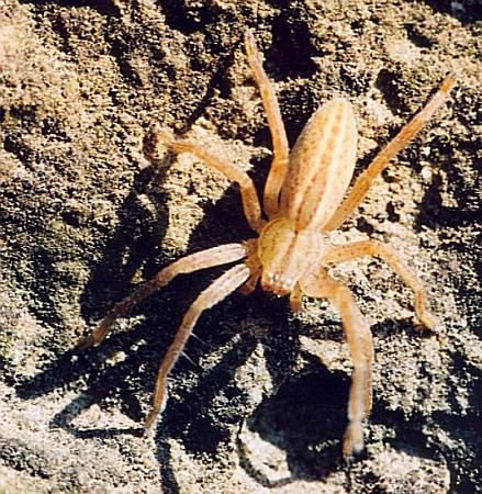 Spinne