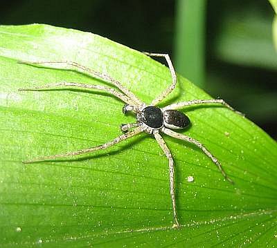 Spinne