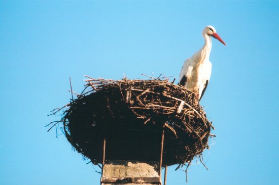 Storch