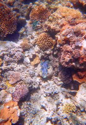 Great Barrier Reef