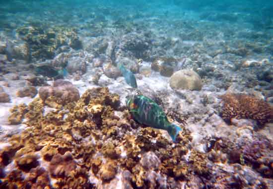 Great Barrier Reef