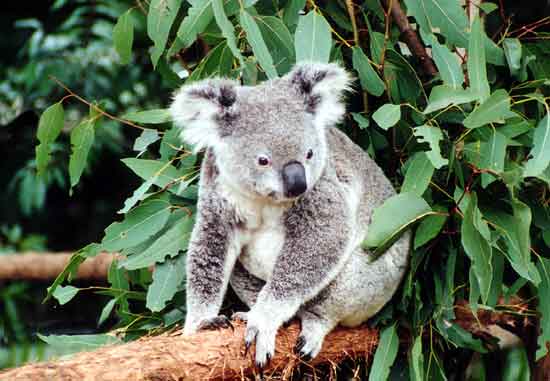 Koala